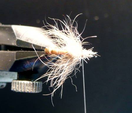 Fly of the Week - September 13, 2010
