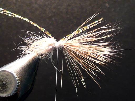 Fly of the Week - September 13, 2010