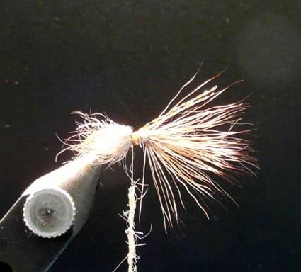 Fly of the Week - September 13, 2010