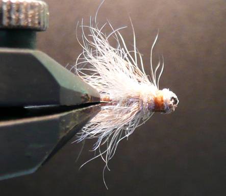 Fly of the Week - September 13, 2010