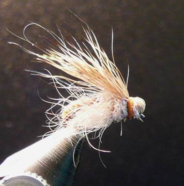 Fly of the Week - September 13, 2010
