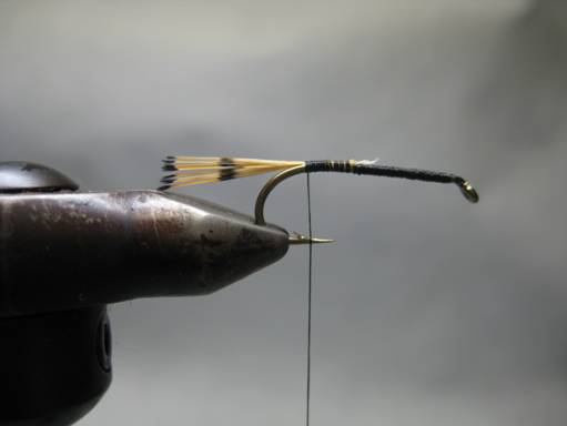 Fly of the week - October 11, 2010