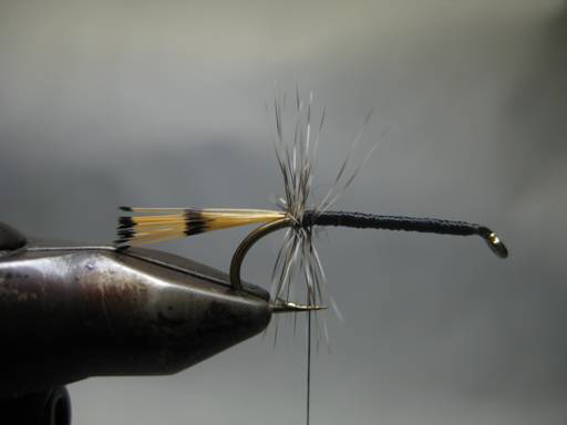 Fly of the week - October 11, 2010
