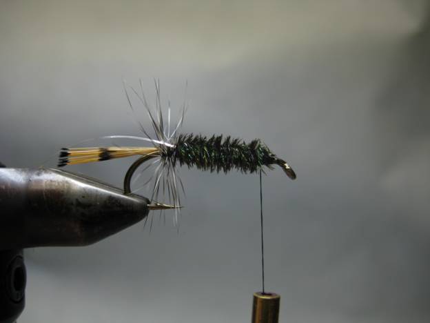 Fly of the week - October 11, 2010