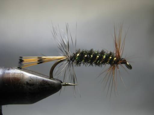 Fly of the week - October 11, 2010
