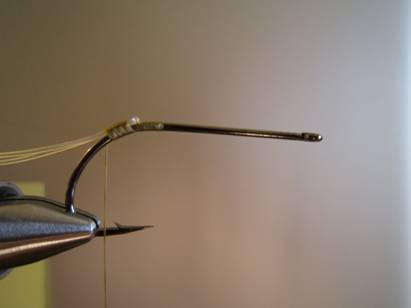 Fly of the week - October 18, 2010
