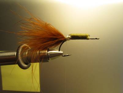 Fly of the week - October 18, 2010