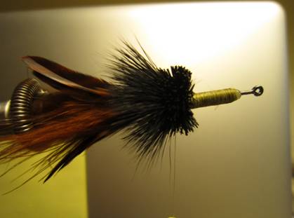 Fly of the week - October 18, 2010
