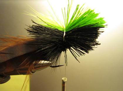 Fly of the week - October 18, 2010