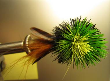 Fly of the week - October 18, 2010