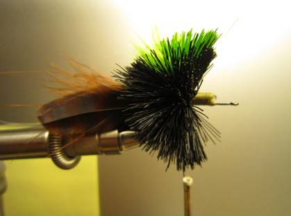Fly of the week - October 18, 2010