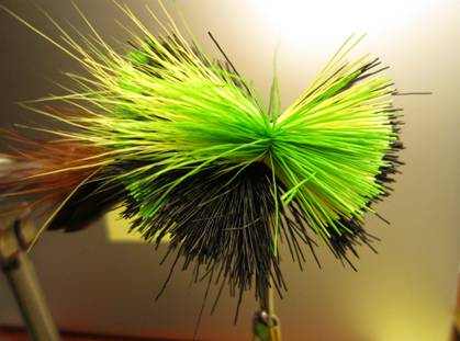 Fly of the week - October 18, 2010