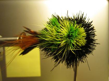 Fly of the week - October 18, 2010