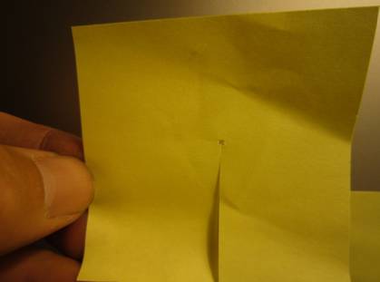 Fly of the week - October 18, 2010