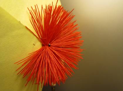 Fly of the week - October 18, 2010