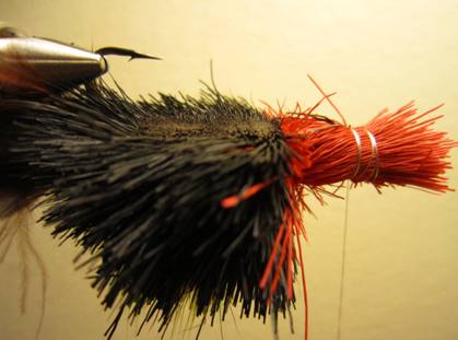 Fly of the week - October 18, 2010