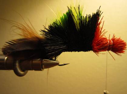Fly of the week - October 18, 2010
