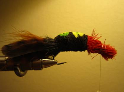 Fly of the week - October 18, 2010