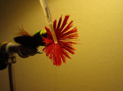 Fly of the week - October 18, 2010