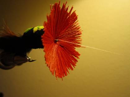 Fly of the week - October 18, 2010