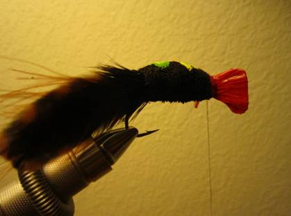 Fly of the week - October 18, 2010