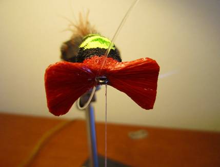 Fly of the week - October 18, 2010