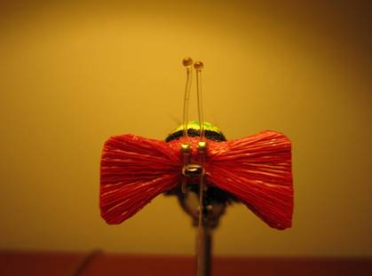 Fly of the week - October 18, 2010