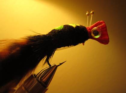 Fly of the week - October 18, 2010