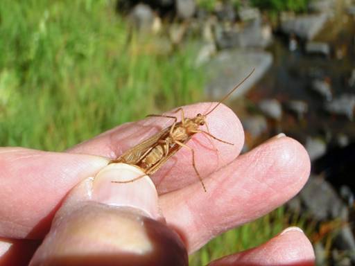 Fly of the Week - Crooked Fork Creek October Caddis - Oct 25, 2010