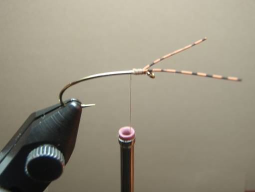 Fly of the Week - Crooked Fork Creek October Caddis - Oct 25, 2010