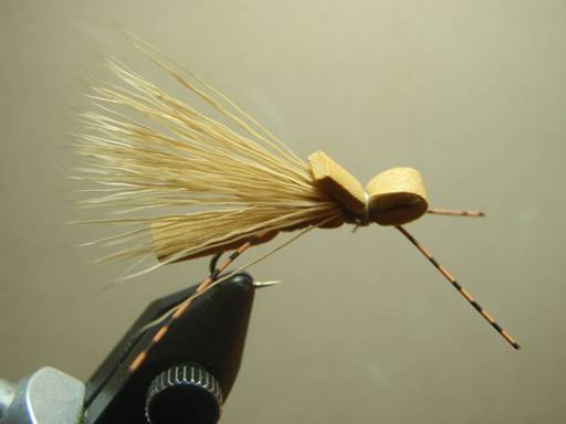 Fly of the Week - Crooked Fork Creek October Caddis - Oct 25, 2010