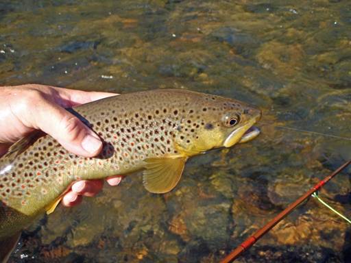 Fly of the Week - Crooked Fork Creek October Caddis - Oct 25, 2010