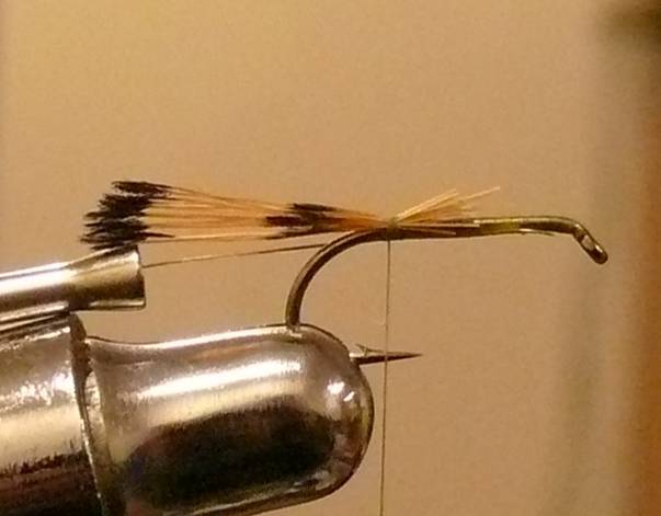 Fly of the Week - The Golden Vice FLy - Nov 1, 2010