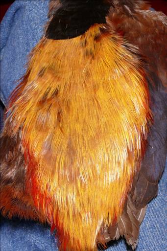 Fly of the Week - The Golden Vice FLy - Nov 1, 2010