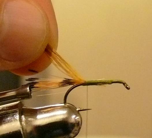 Fly of the Week - The Golden Vice FLy - Nov 1, 2010