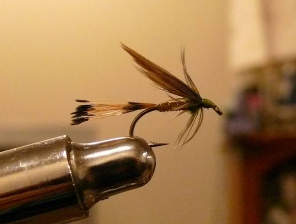 Fly of the Week - The Golden Vice FLy - Nov 1, 2010