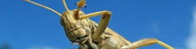 fotw-coopers hopper - November 15, 2010