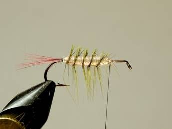 fotw-coopers hopper - November 15, 2010