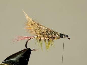 fotw-coopers hopper - November 15, 2010