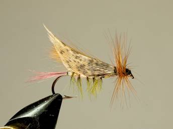 fotw-coopers hopper - November 15, 2010