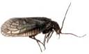 The Adams and the Alder - Fly of the week - November 22, 2010