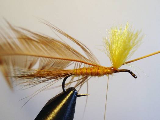 Orange hexegenia patagonica - Fly of the week - November 29, 2010