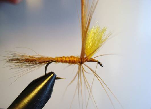 Orange hexegenia patagonica - Fly of the week - November 29, 2010