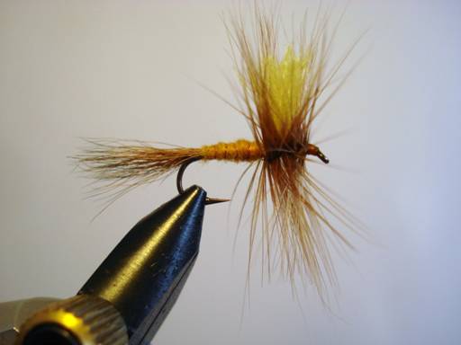 Orange hexegenia patagonica - Fly of the week - November 29, 2010