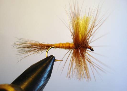 Orange hexegenia patagonica - Fly of the week - November 29, 2010