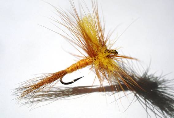 Orange hexegenia patagonica - Fly of the week - November 29, 2010