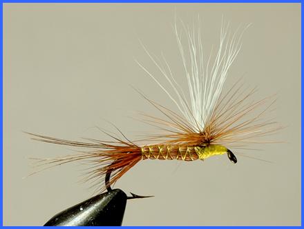 Madsen's Hatching Caddis - FOTW- December 13, 2010