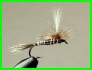 Madsen's Hatching Caddis - FOTW- December 13, 2010