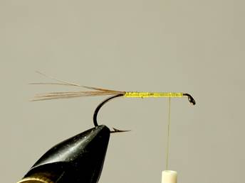 Madsen's Hatching Caddis - FOTW- December 13, 2010
