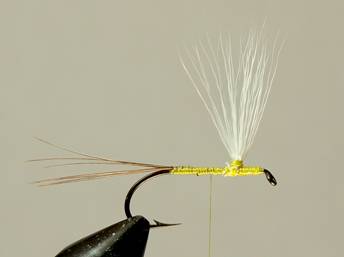 Madsen's Hatching Caddis - FOTW- December 13, 2010
